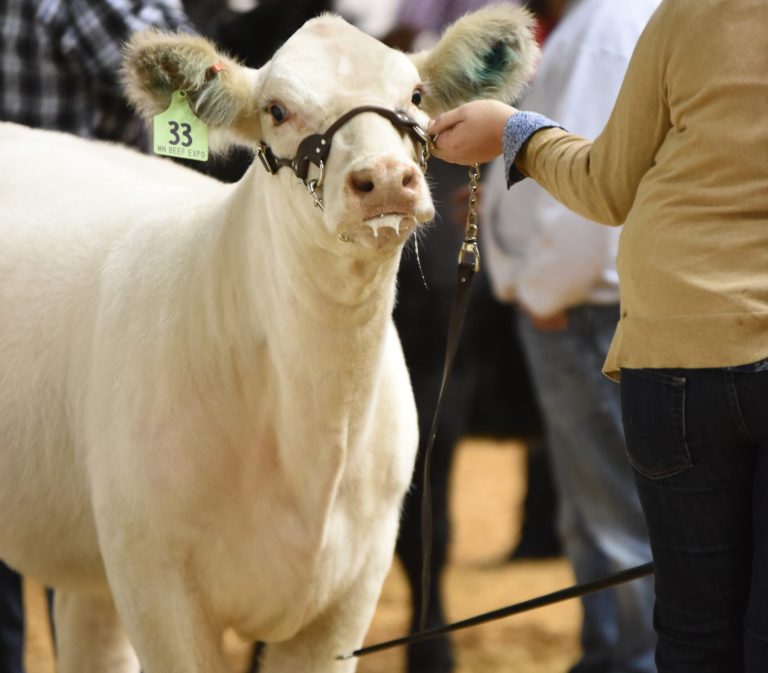 Minnesota Beef Expo to the Minnesota Beef Expo!